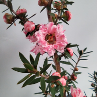 leptospermun rosa flor 1 R